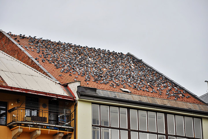 A2B Pest Control are able to install spikes to deter birds from roofs in Winchester. 